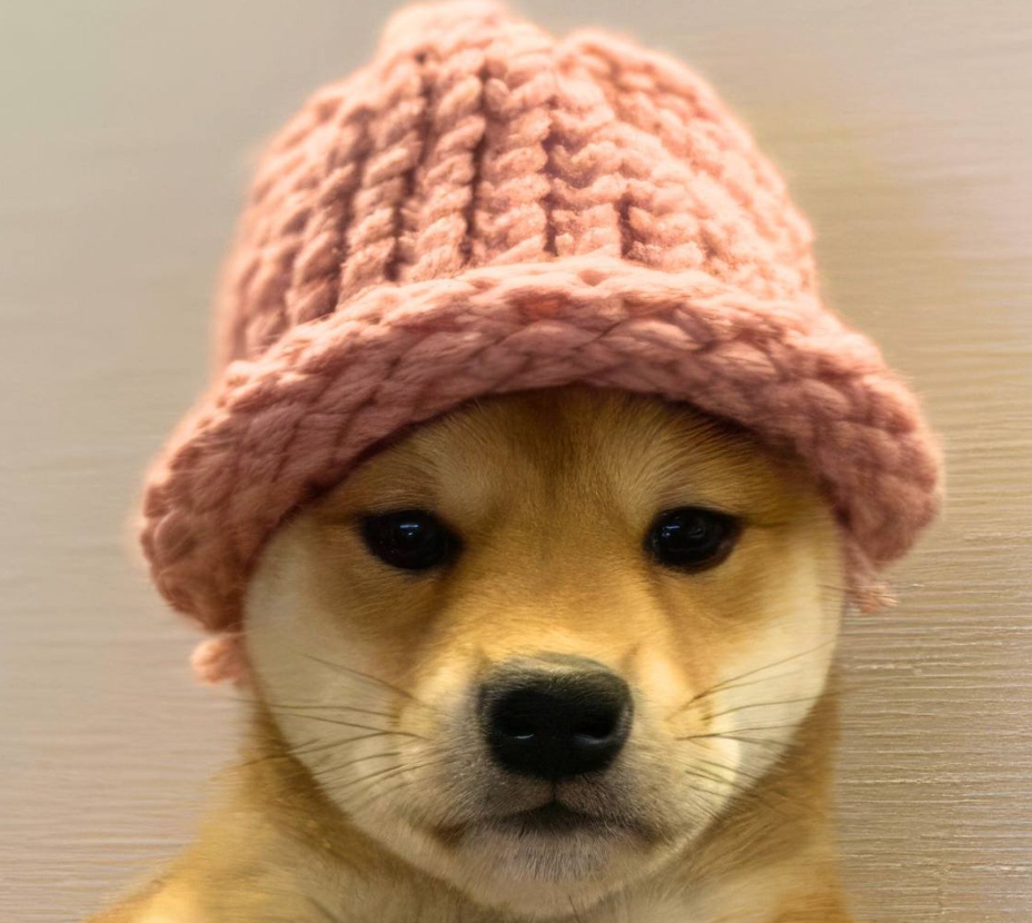 Dogwifhat (WIF)